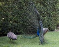 Peacock bird Stock Photos.  Peacock bird close-up profile view. Peacock birds in courtship.  Beautiful colourful bird. Image. Royalty Free Stock Photo