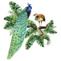 Peacock birds sitting on branches in tropical palm leaves watercolor illustration. Summer nature realistic clipart Royalty Free Stock Photo