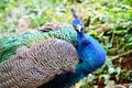 Peacock Royalty Free Stock Photo