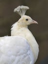 Peacock blue, peafowl, white form, close-up portrait with wonderful crown. Royalty Free Stock Photo