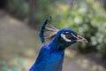 Peacock with blue plumage Royalty Free Stock Photo