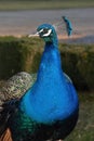 Peacock with blue shiny feathers and a tuft on his head Royalty Free Stock Photo