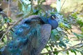 Peacock blues - Kerala Zoo - birds and animals
