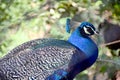 Peacock blues - Kerala Zoo - birds and animals
