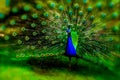 Peacock with Blurred Feathers in Full Open Fan Royalty Free Stock Photo