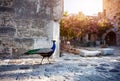 Peacock in Bodrum Castle Royalty Free Stock Photo