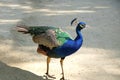 peacock . Bright blue bird. Peacock portrait. Color photo of a peacock