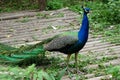 Peacock with bright colorful feathers