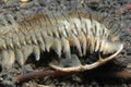 Peacock Bristle Worm Royalty Free Stock Photo