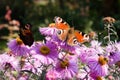 Peacock butterflies on aster flowers