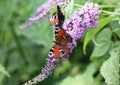 Peacock Butterflies