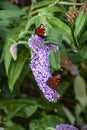 Peacock Butterflies feeding on purple buddleia Royalty Free Stock Photo