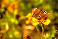 Peacock butterflies on a flower