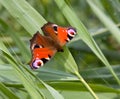 Peacock Butterfly