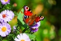 Peacock Butterfly Royalty Free Stock Photo