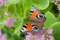 Peacock butterfly