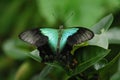 Peacock Butterfly