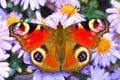 Peacock butterfly Royalty Free Stock Photo