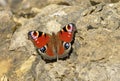 Peacock Butterfly Royalty Free Stock Photo