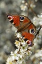 Peacock Butterfly