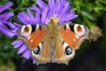 Peacock-butterfly - Aglais-io - on an Aster flower Royalty Free Stock Photo