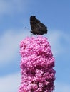 Peacock butterfly Aglais io on Buddleia Royalty Free Stock Photo