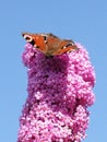 Peacock butterfly Aglais io on Buddleia Royalty Free Stock Photo