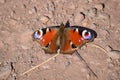 Peacock Butterfly Aglais io