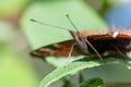 Peacock butterfly (aglais io