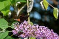 Peacock butterfly (aglais io