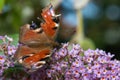 Peacock butterfly (aglais io