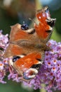 Peacock butterfly (aglais io