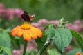 Peacock butterfly (aglais io