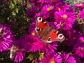 Peacock butterfly aglais io, European peacock butterfly on magic pink New England aster Royalty Free Stock Photo