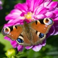 Peacock butterfly, aglais io, european peacock butterfly on pink dahlia flower Royalty Free Stock Photo