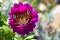 Peacock butterfly, aglais io, european peacock butterfly on pink dahlia flower. very sharp photo Royalty Free Stock Photo