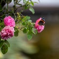 Red admiral butterfly - Vanessa indica -  sitting on flowering pink rose in garden. Royalty Free Stock Photo