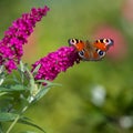 Peacock butterfly - aglais io - on flowering pink butterflybush - Buddleja davidii - in garden.