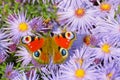 Peacock butterfly (Aglais io)