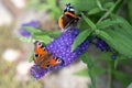 Peacock butterfly - aglais io -, red admiral - Vanessa atalanta - on flowering blue butterflybush - Buddleja davidii - in garden.