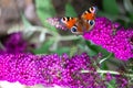 Peacock butterfly on pink butterflybush - Buddleja davidii , aglais io, european peacock butterfly sitting on flowering bush Royalty Free Stock Photo