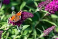 Peacock butterfly, aglais io, european peacock butterfly sitting on flowering pink butterflybush - Buddleja davidii - in garden.