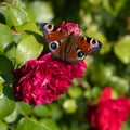 Peacock butterfly, aglais io, european peacock butterfly sitting on flowering red rose in garden. Royalty Free Stock Photo
