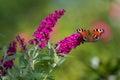 Peacock butterfly - aglais io - on flowering pink butterflybush - Buddleja davidii - in garden. Royalty Free Stock Photo