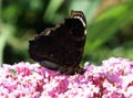 Peacock butterfly Aglais io on Buddleia Royalty Free Stock Photo