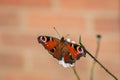 Peacock butterfly, Aglais io, resting on a white flower Royalty Free Stock Photo