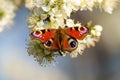 Peacock butterfly (Aglais io) on spring blossom, taken in London, England