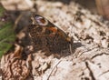 Peacock butterfly, Aglais io ventral camoflage