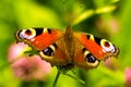 Peacock butterfly - Aglais io