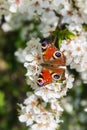Peacock butterfly Aglais io on the white blossoms of a fruit t